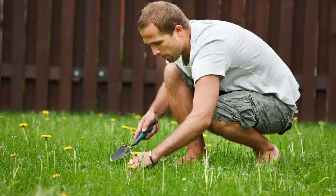 What Does Bolting Mean In Gardening