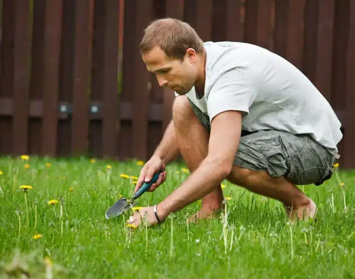 What Does Bolting Mean In Gardening