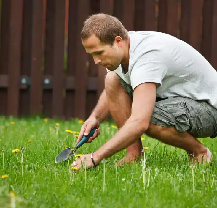 What Does Bolting Mean In Gardening