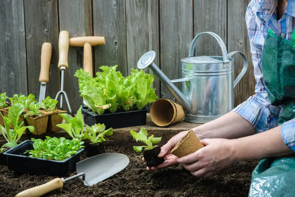 Why Is Gardening Good For The Environment