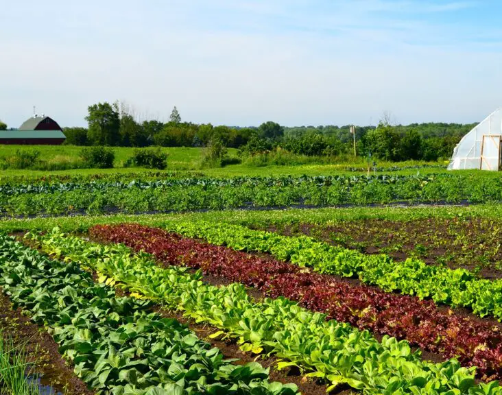 Where Is Market Gardening Practiced