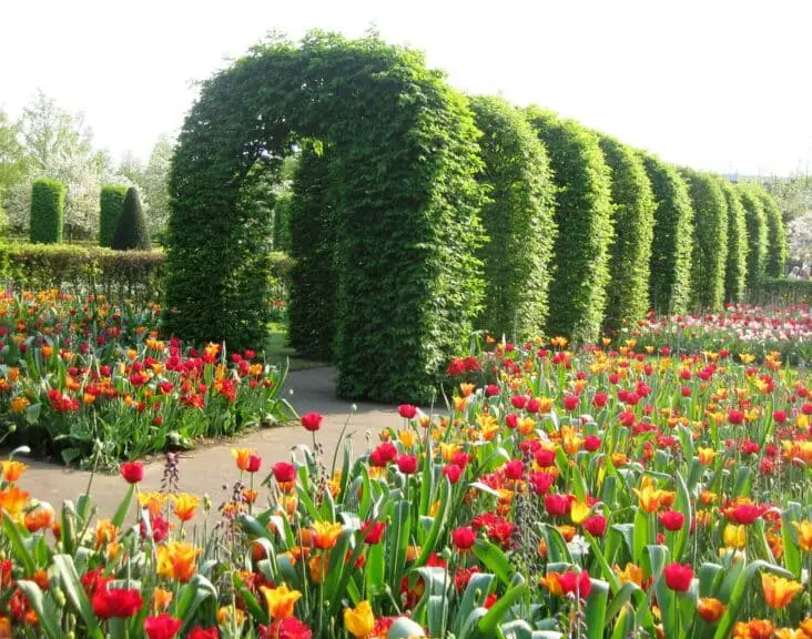 Where Is Keukenhof Gardens Located