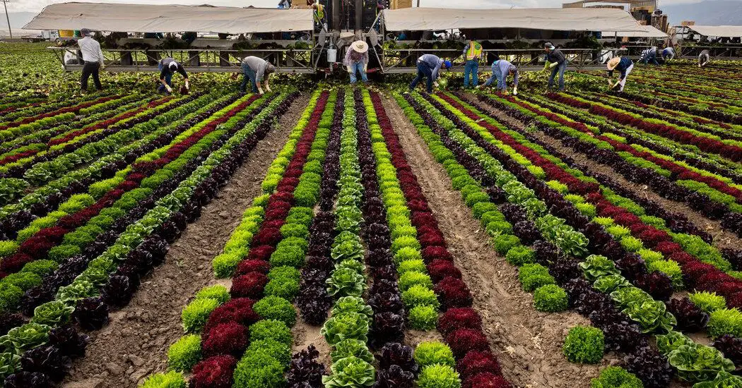 How Is Community Gardening More Sustainable Than Large-Scale Commercial Farming