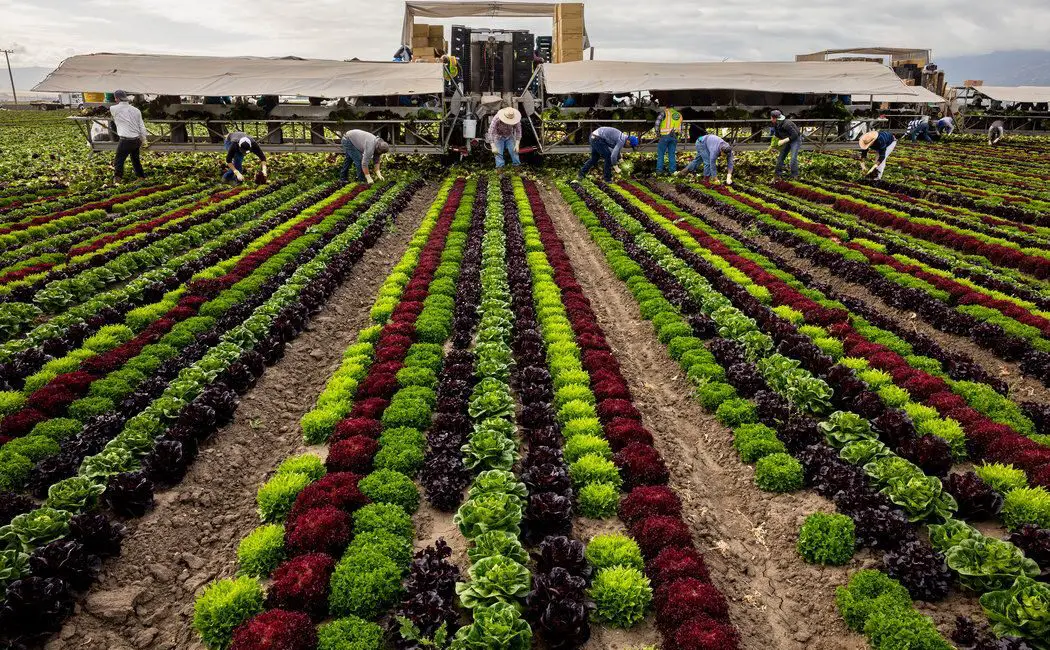 How Is Community Gardening More Sustainable Than Large-Scale Commercial Farming