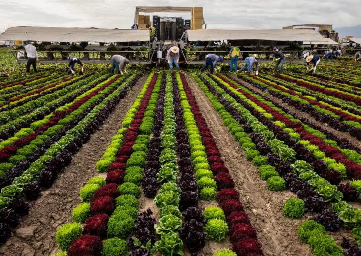 How Is Community Gardening More Sustainable Than Large-Scale Commercial Farming