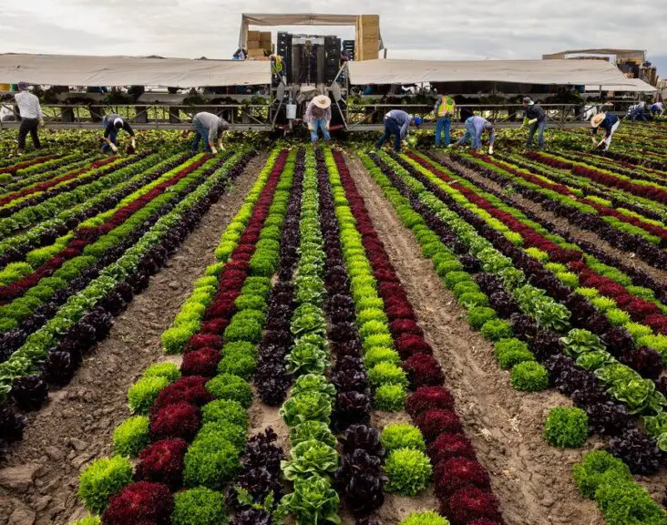 How Is Community Gardening More Sustainable Than Large-Scale Commercial Farming