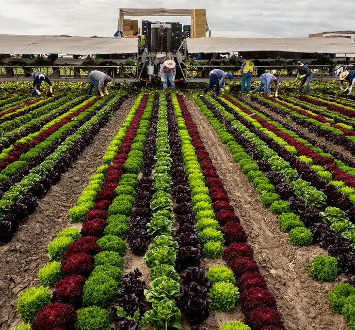 How Is Community Gardening More Sustainable Than Large-Scale Commercial Farming