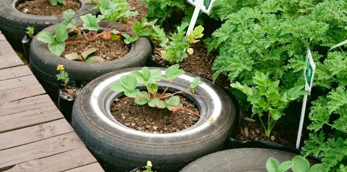 Are Tires Toxic For Gardening