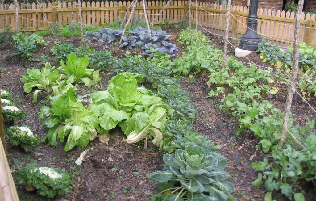 What Manure Is Best For Vegetable Gardening
