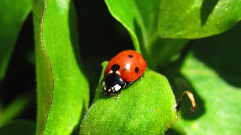 Are Ladybugs Good For Gardens