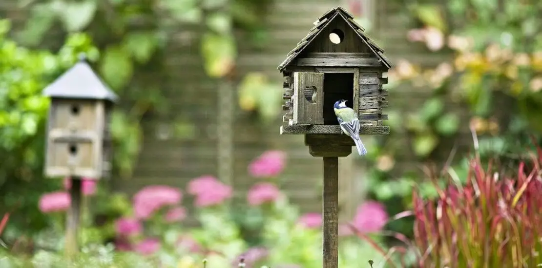 How To Keep Birds Off My Patio