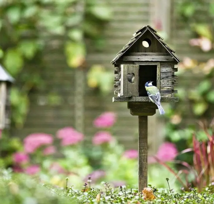 How To Keep Birds Off My Patio