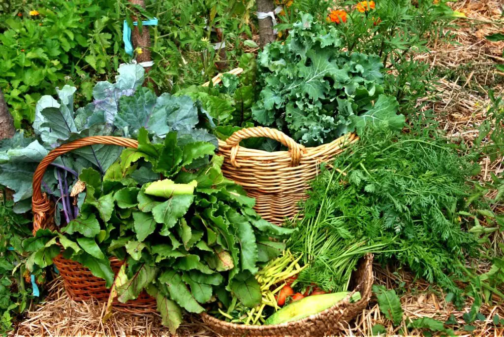 What Is Market Gardening