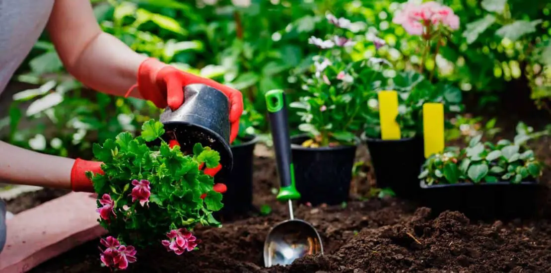 How To Use Eggshells In Gardening