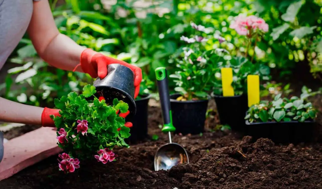 How To Use Eggshells In Gardening