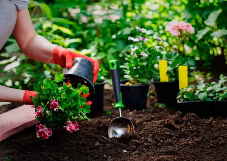 How To Use Eggshells In Gardening