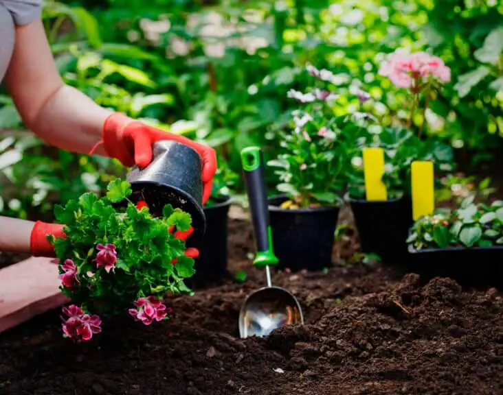 How To Use Eggshells In Gardening