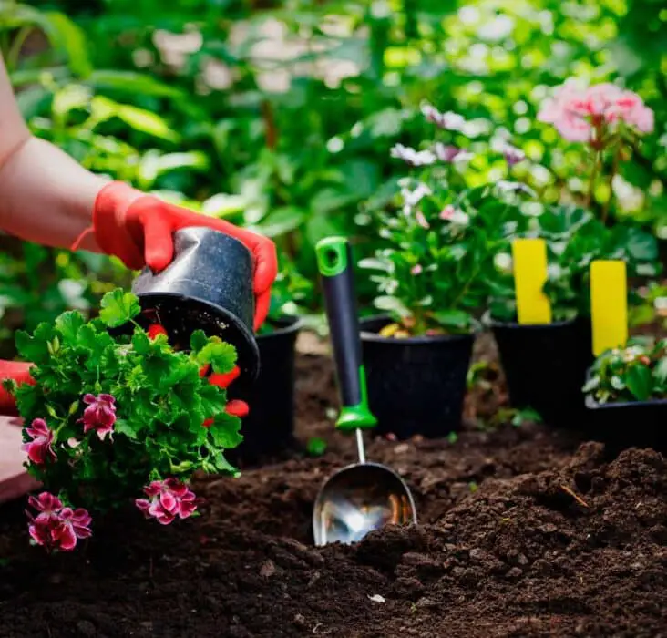 How To Use Eggshells In Gardening