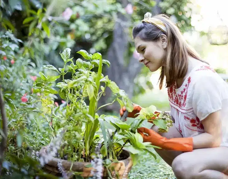 What Does Harden Off Mean In Gardening 