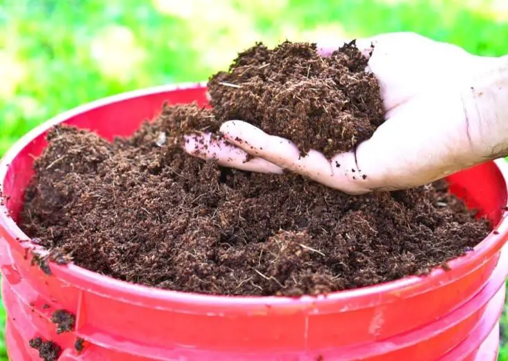 How To Use Coconut Coir In Gardening