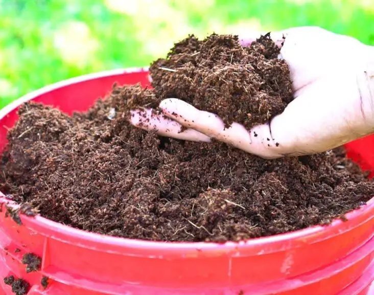 How To Use Coconut Coir In Gardening