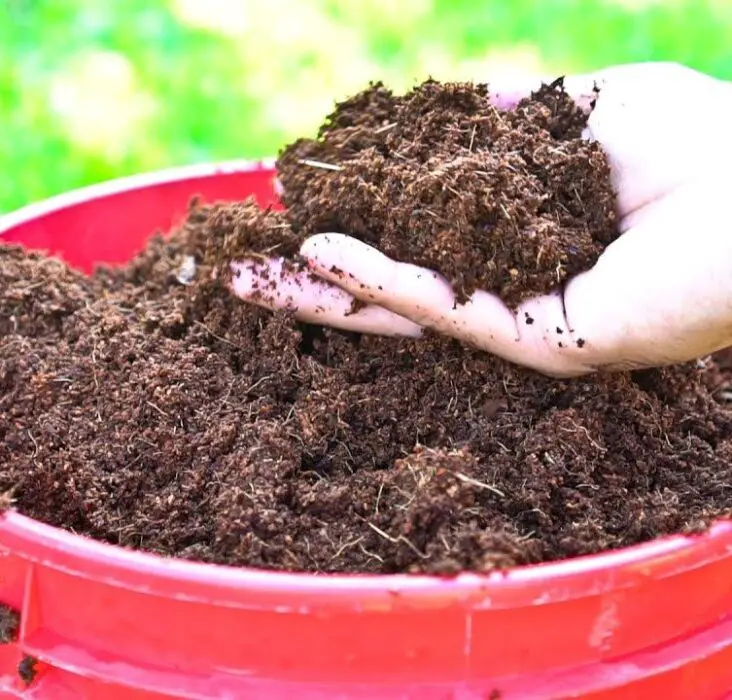 How To Use Coconut Coir In Gardening