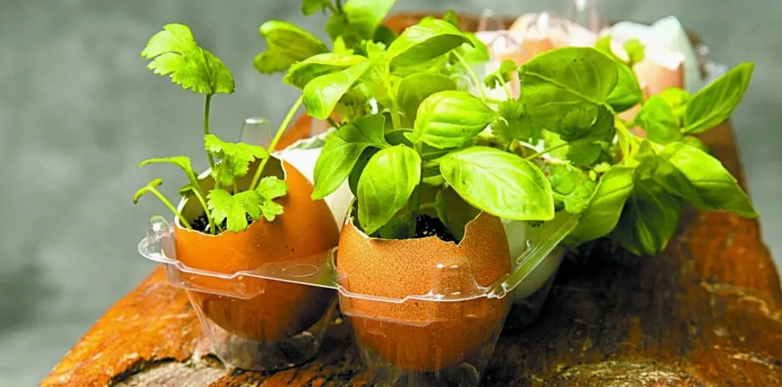 Are Eggshells Good For Gardening