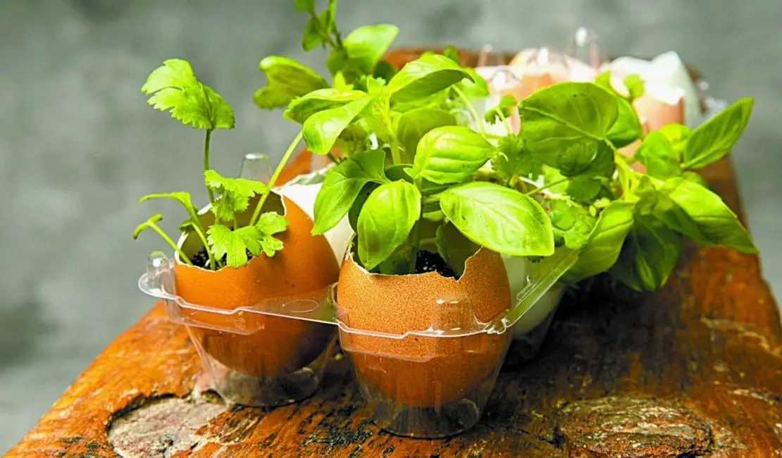 Are Eggshells Good For Gardening