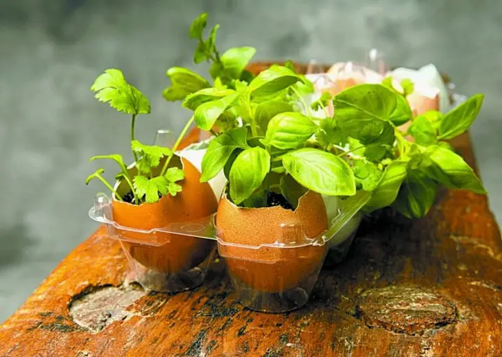 Are Eggshells Good For Gardening