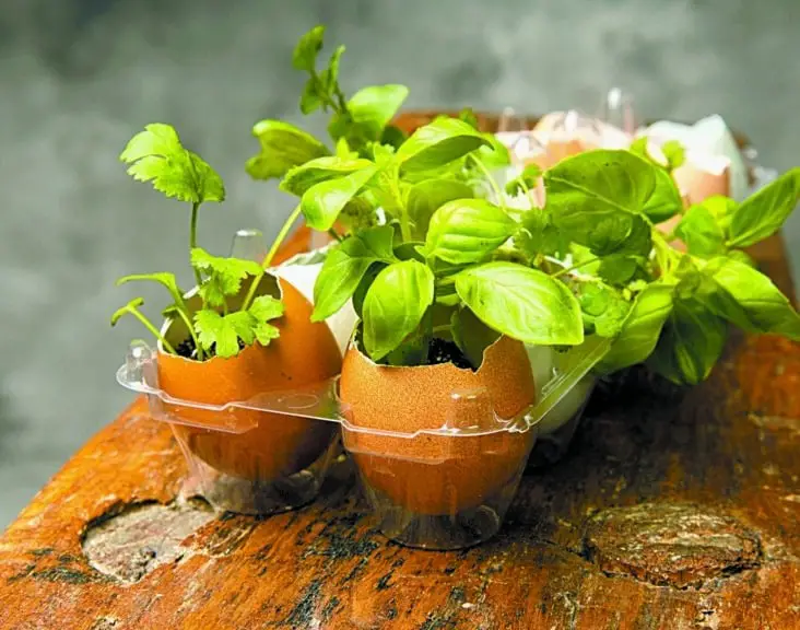 Are Eggshells Good For Gardening