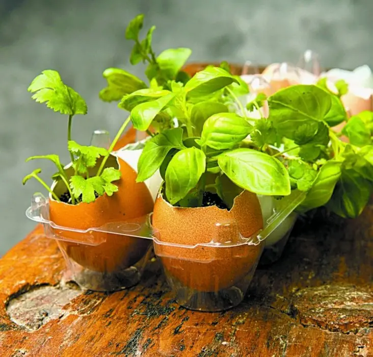 Are Eggshells Good For Gardening