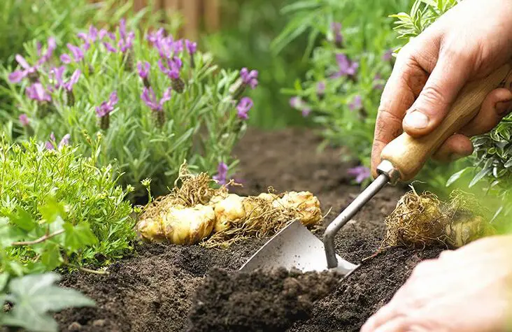 Can You Use Top Soil For Gardening