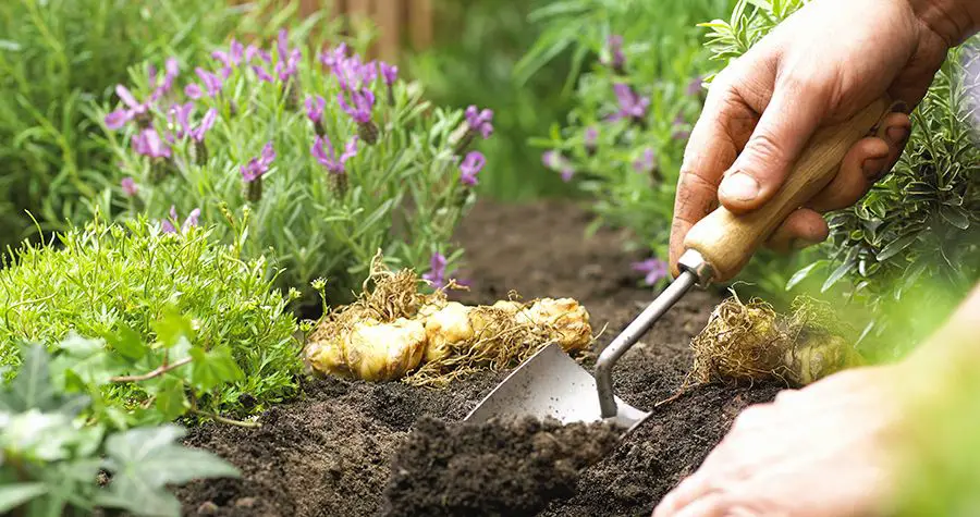 Can You Use Top Soil For Gardening