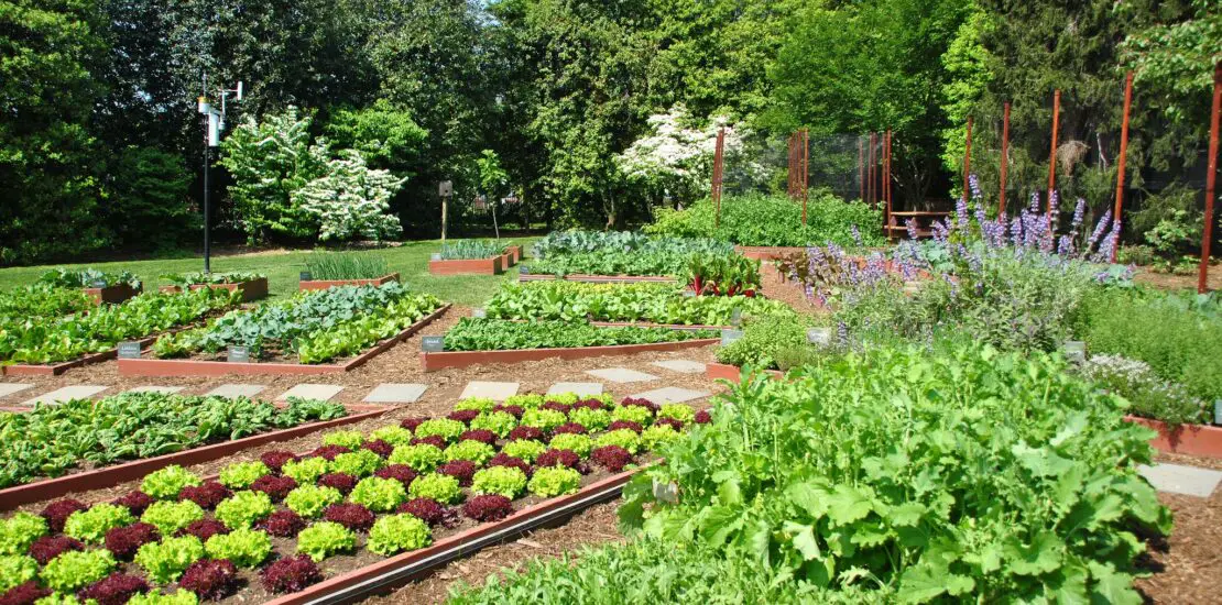 What Are Some Benefits Related To Urban Gardening