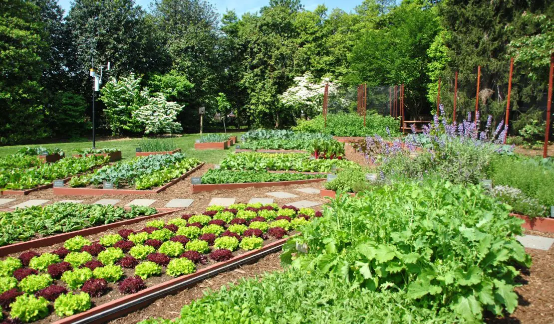 What Are Some Benefits Related To Urban Gardening