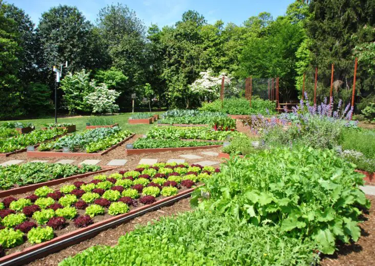 What Are Some Benefits Related To Urban Gardening