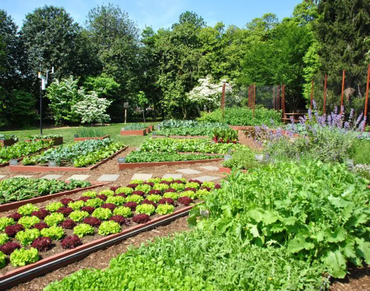 What Are Some Benefits Related To Urban Gardening