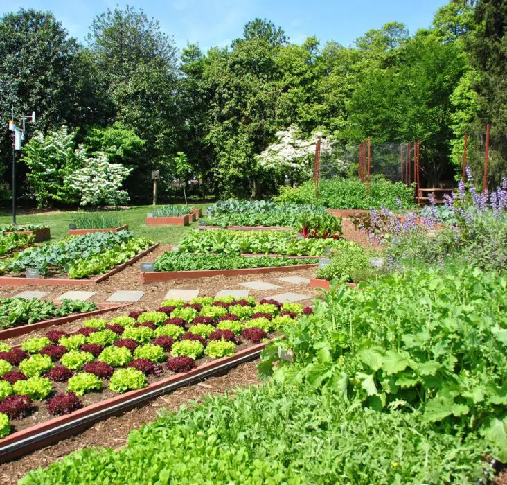 What Are Some Benefits Related To Urban Gardening