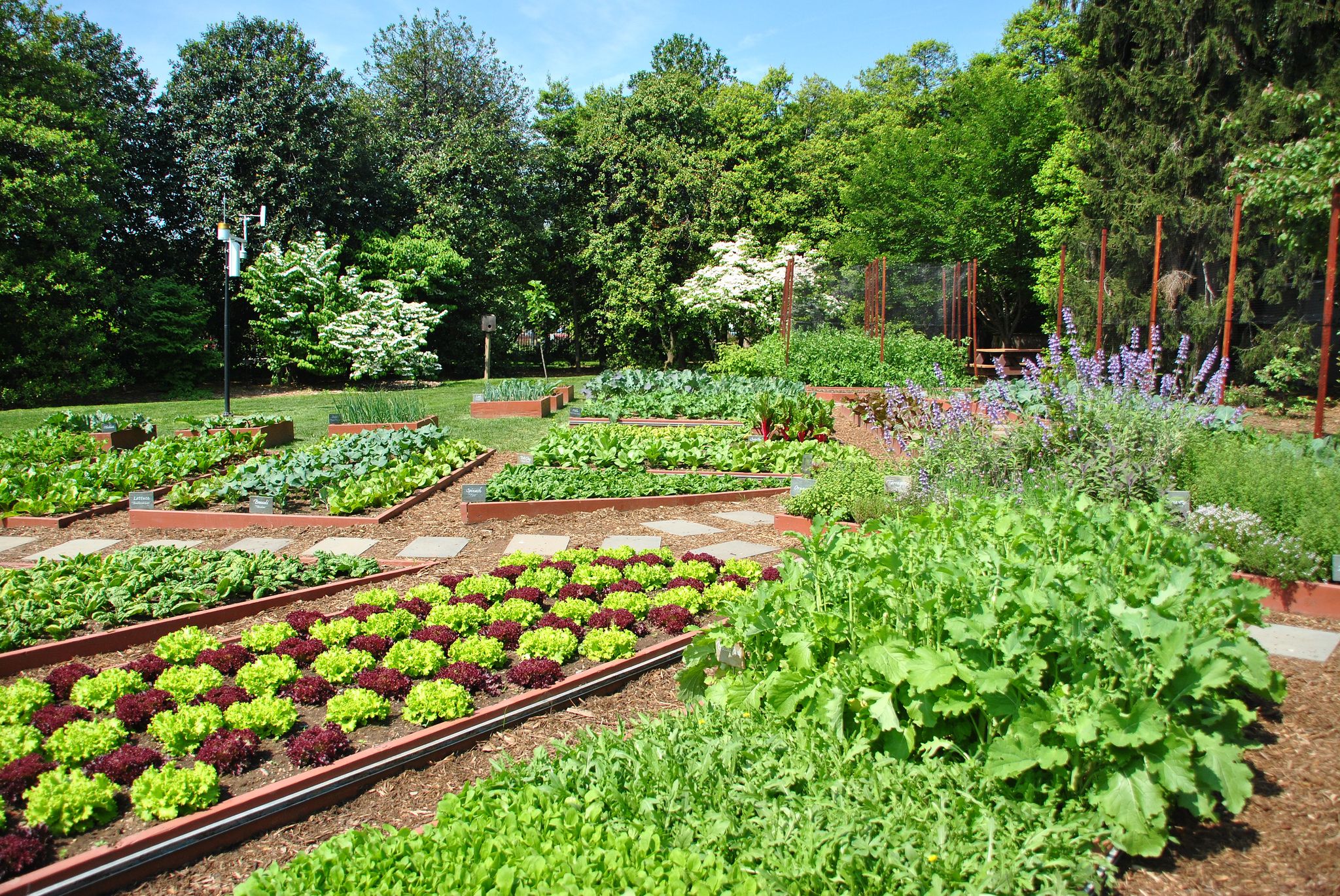 What Are Some Benefits Related To Urban Gardening