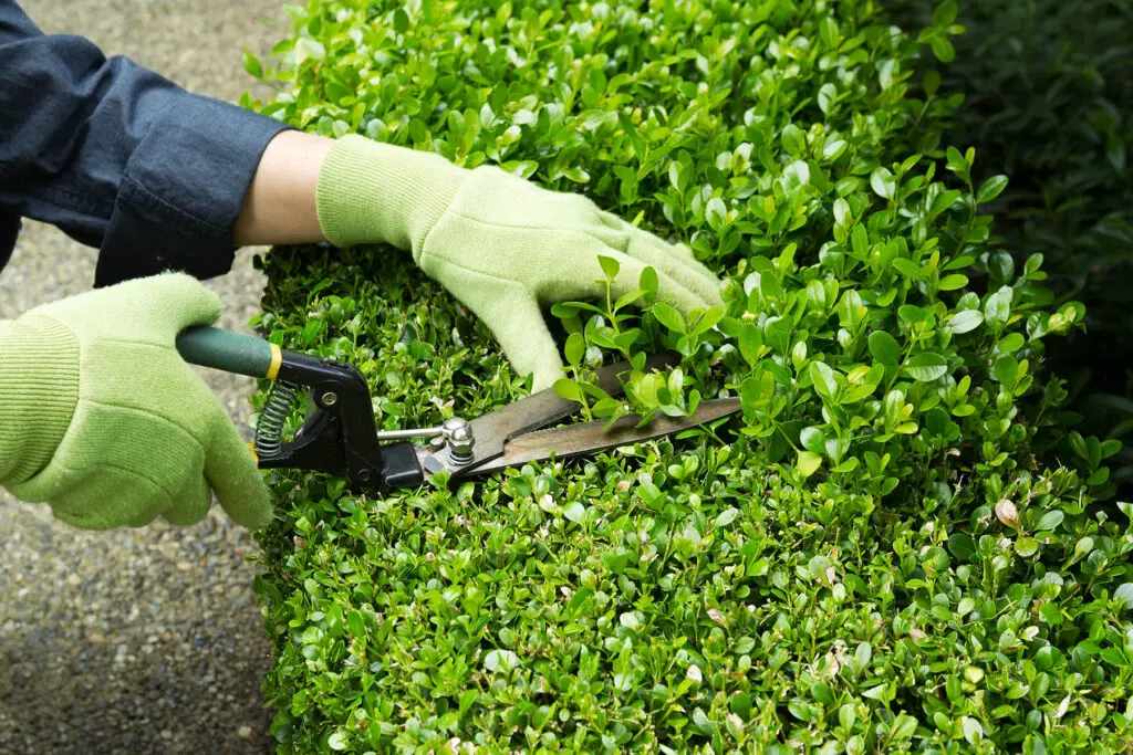 How To Clean Gardening Tools
