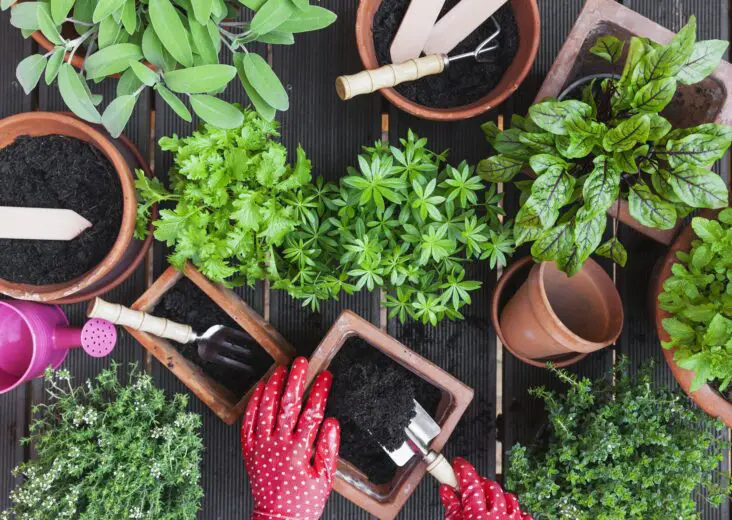 What's The Difference Between Gardening Soil And Potting Soil