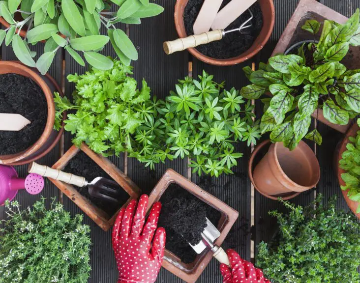 What's The Difference Between Gardening Soil And Potting Soil