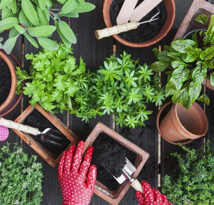 What's The Difference Between Gardening Soil And Potting Soil