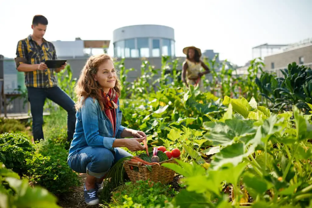 How Is Community Gardening More Sustainable Than Large-Scale Commercial Farming