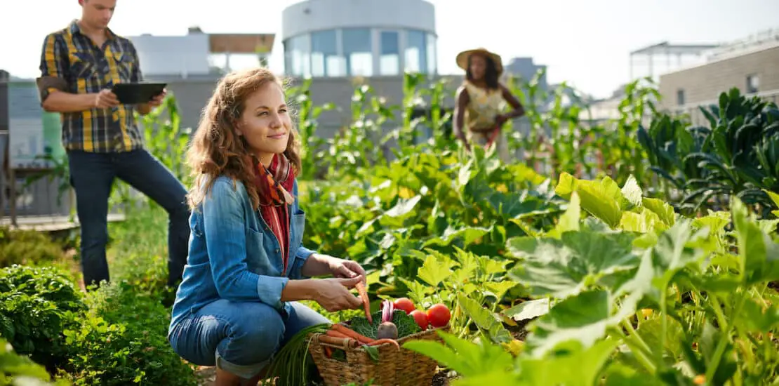 What Is Urban Gardening