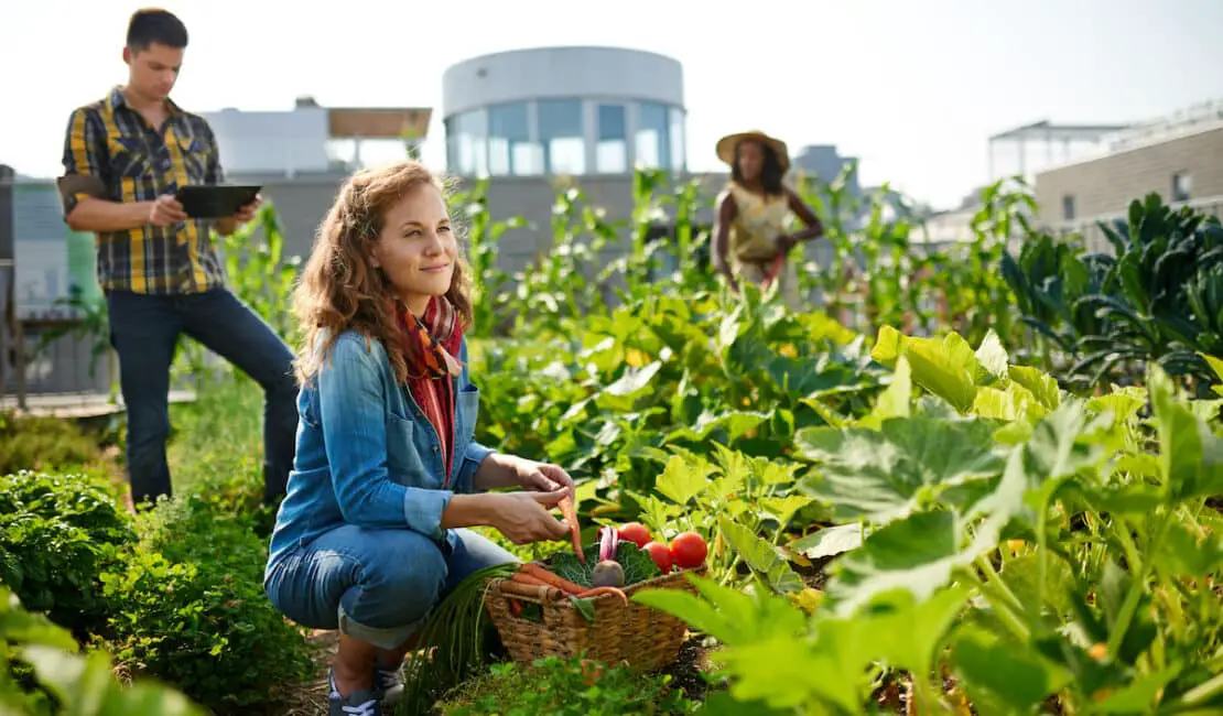 What Is Urban Gardening