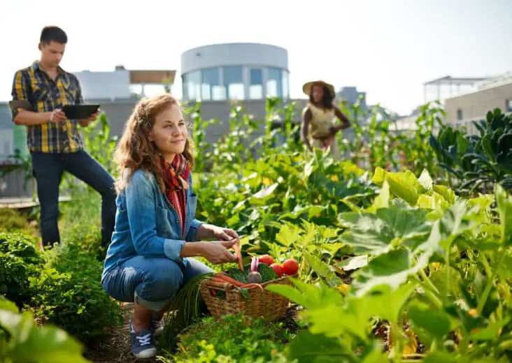 What Is Urban Gardening