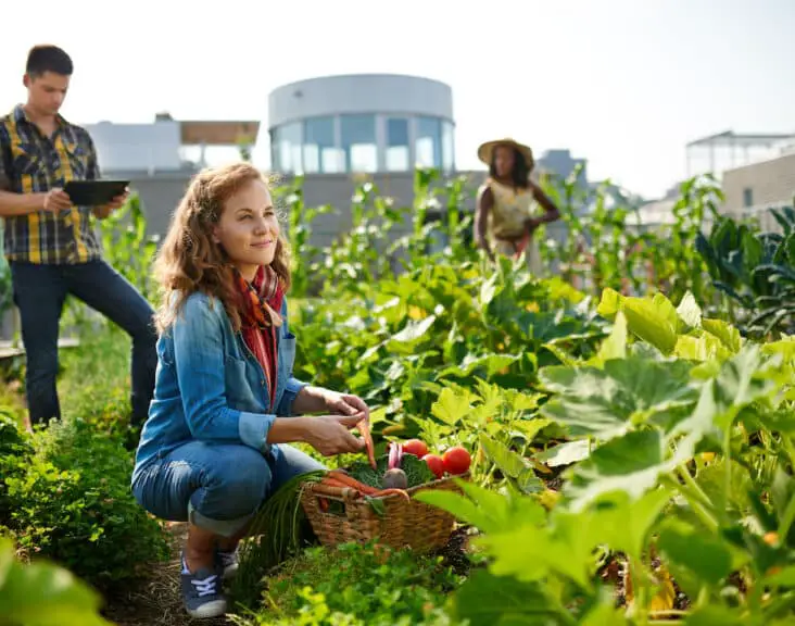 What Is Urban Gardening