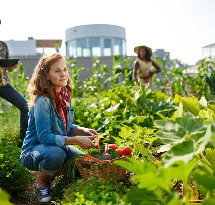 What Is Urban Gardening