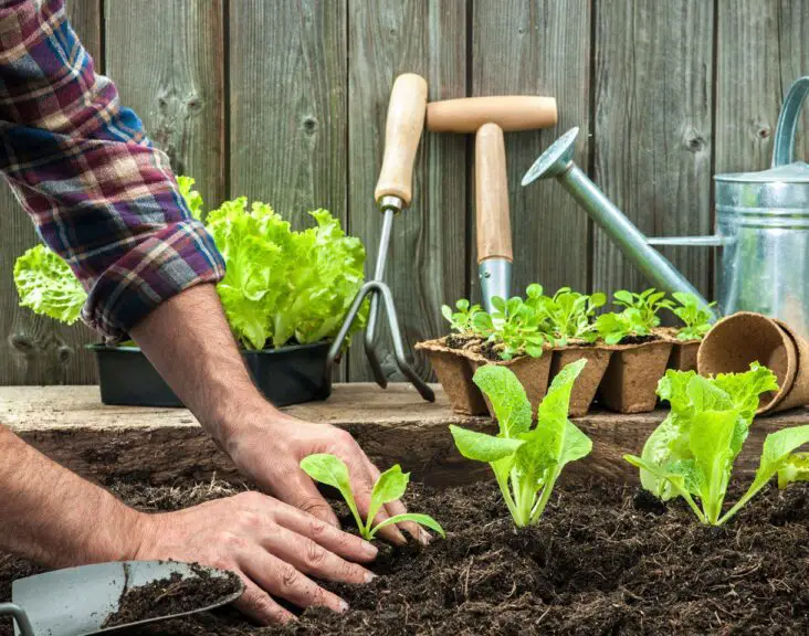 Is Top Soil Good For Gardening